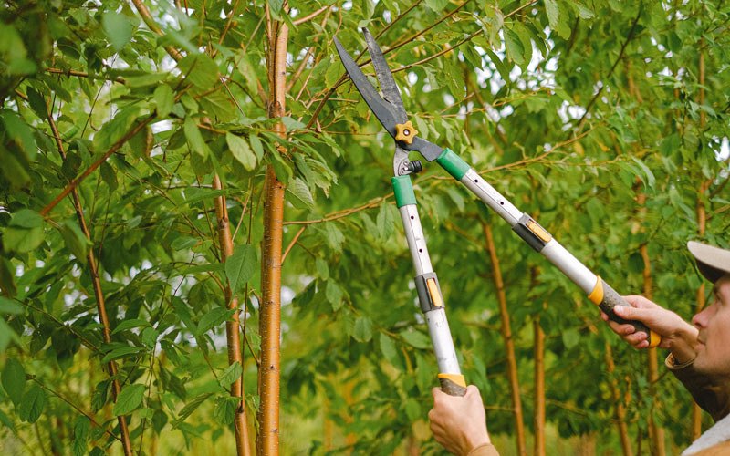Tree trimming in Orangeburg, SC